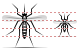 Mosquito ICO