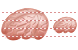 Brain