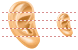 Ear
