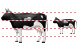 Cow icons