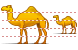 Camel icons