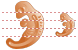 Embryo icons